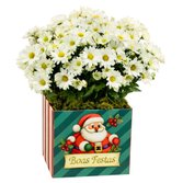 Margaridinha Plantada Branca de Natal