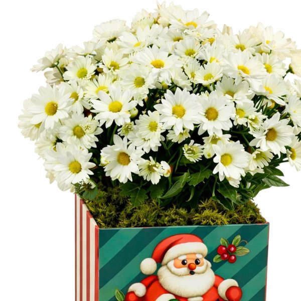 Margaridinha Plantada Branca de Natal