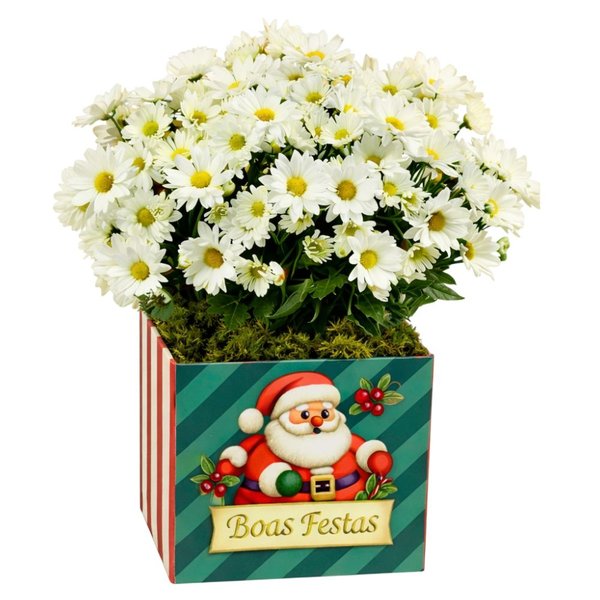 Margaridinha Plantada Branca de Natal