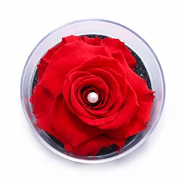 Imagem de Carisma de Rosa Encantada Vermelha