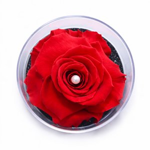 Imagem de Carisma de Rosa Encantada Vermelha