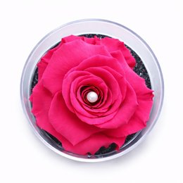 Imagem de Carisma de Rosa Encantada Pink