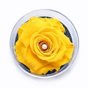 Imagem de Carisma de Rosa Encantada Amarela