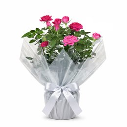 Imagem de Vaso de Mini Rosa Pink Plantada