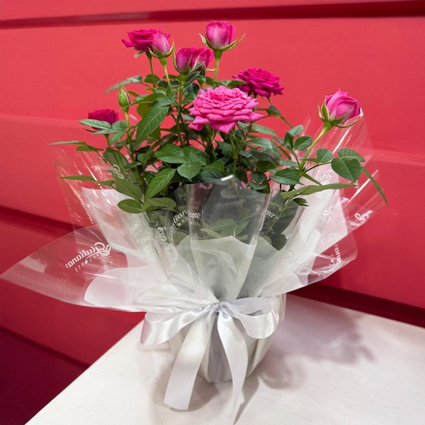 Vaso de Mini Rosa Pink Plantada