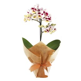 Imagem de Mini Orquídea Rara Mesclada com 1 Haste