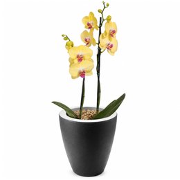 Imagem de Orquídea Amarela Presente no Vaso Preto Jardim