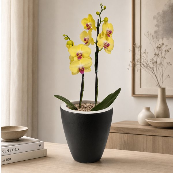 Orquídea Amarela Presente no Vaso Preto Jardim