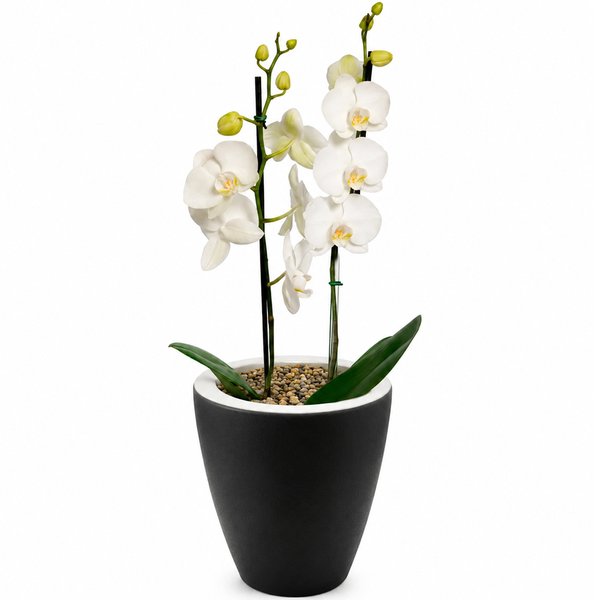Orquídea Branca Presente no Vaso Preto Jardim
