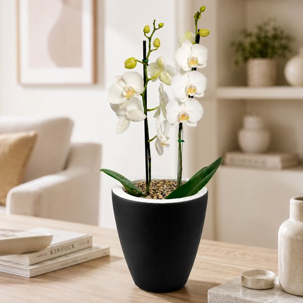 Orquídea Branca Presente no Vaso Preto Jardim