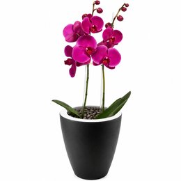 Imagem de Orquídea Pink Presente no Vaso Preto Jardim