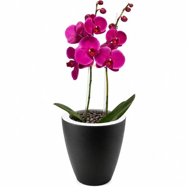 Orquídea Pink Presente no Vaso Preto Jardim