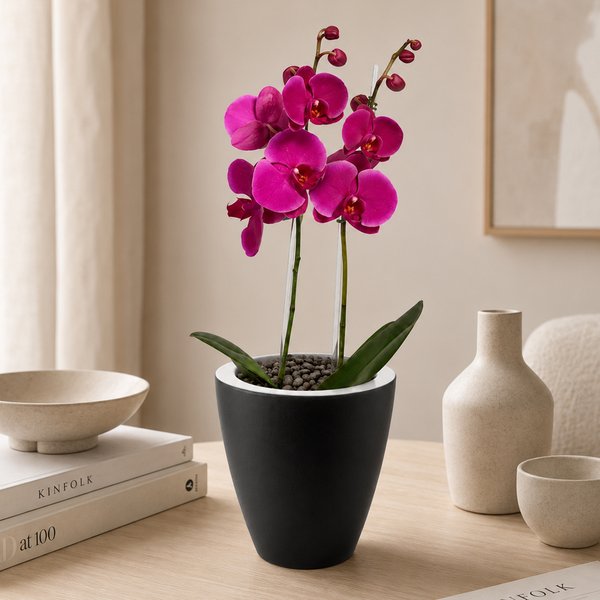 Orquídea Pink Presente no Vaso Preto Jardim
