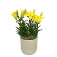 Refinado Lírio Amarelo Plantado  - Vaso Off White