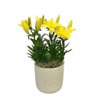 Refinado Lírio Amarelo Plantado  - Vaso Off White