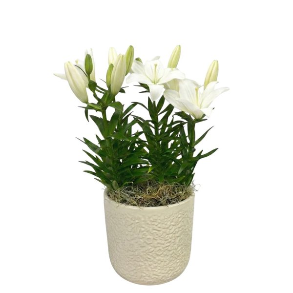 Refinado Lírio Branco Plantado - Vaso Off White
