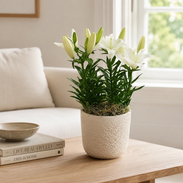Refinado Lírio Branco Plantado - Vaso Off White