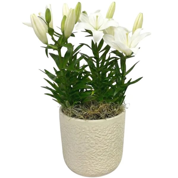Refinado Lírio Branco Plantado - Vaso Off White