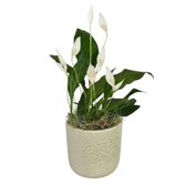 Refinado Lírio da Paz Plantado - Vaso Off White