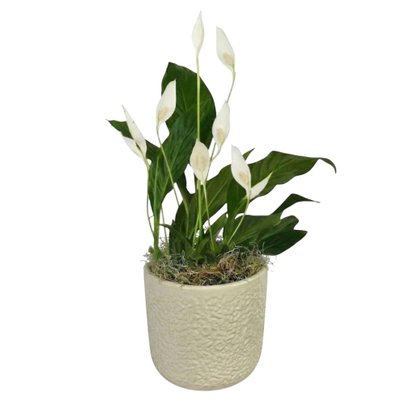 Refinado Lírio da Paz Plantado - Vaso Off White