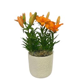 Imagem de Refinado Lírio Laranja Plantado - Vaso Off White