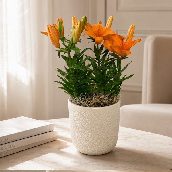Refinado Lírio Laranja Plantado - Vaso Off White