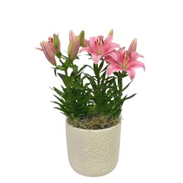 Imagem de Refinado Lírio Rosa Plantado - Vaso Off White