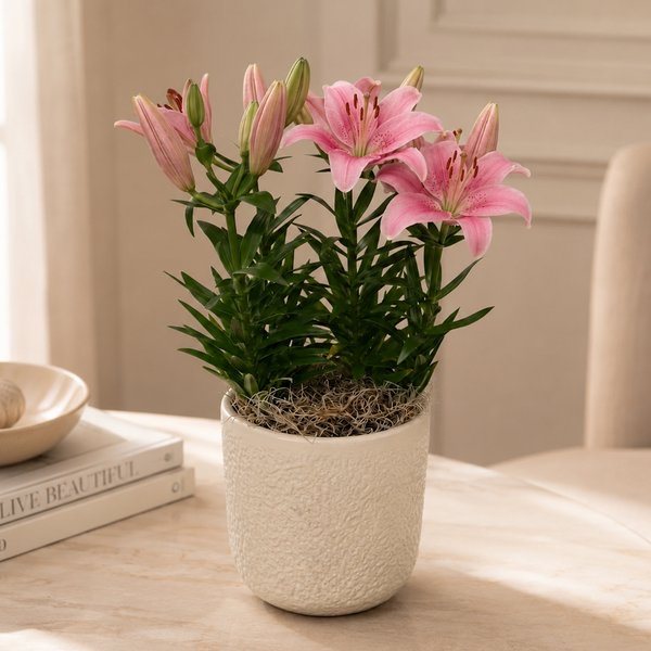 Refinado Lírio Rosa Plantado - Vaso Off White