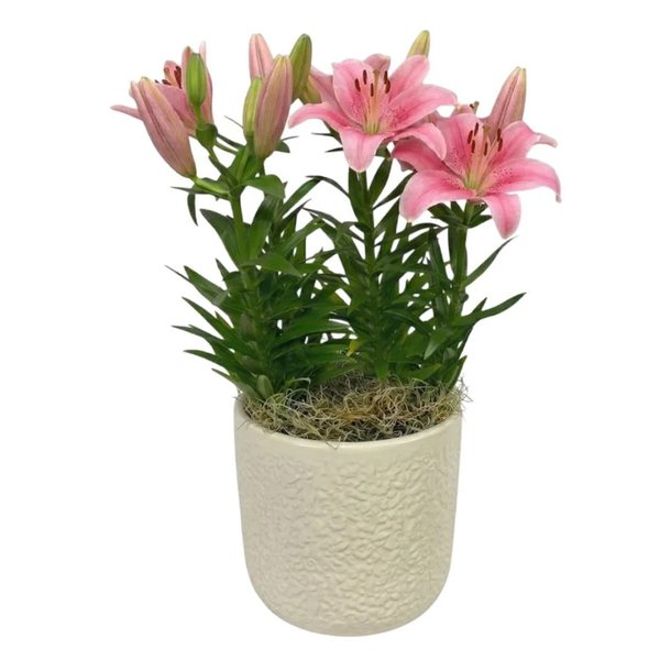 Refinado Lírio Rosa Plantado - Vaso Off White