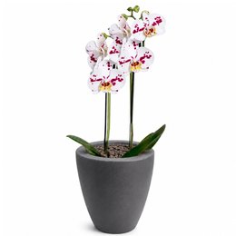 Imagem de Orquídea Mesclada Presente no Vaso Cinza Jardim