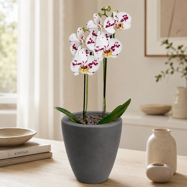 Orquídea Mesclada Presente no Vaso Cinza Jardim