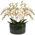Luxuosas Orquideas Brancas Presente