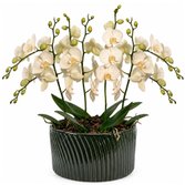 Luxuosas Orquideas Brancas Presente