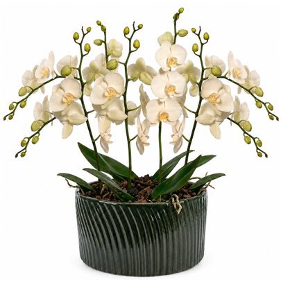 Luxuosas Orquideas Brancas Presente
