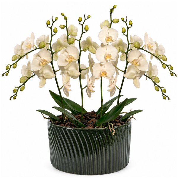 Luxuosas Orquideas Brancas Presente