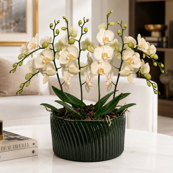 Luxuosas Orquideas Brancas Presente