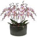 Luxuosas Orquideas Mescladas Presente