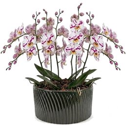 Imagem de Luxuosas Orquideas Mescladas Presente