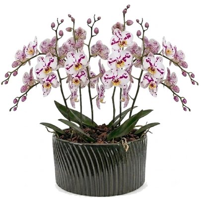 Luxuosas Orquideas Mescladas Presente