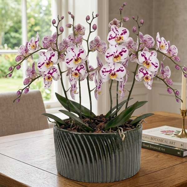 Luxuosas Orquideas Mescladas Presente