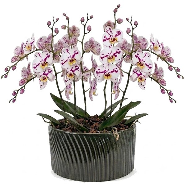 Luxuosas Orquideas Mescladas Presente