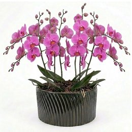 Imagem de Luxuosas Orquideas Pink Presente