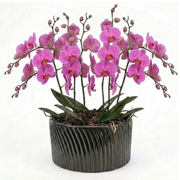 Luxuosas Orquideas Pink Presente
