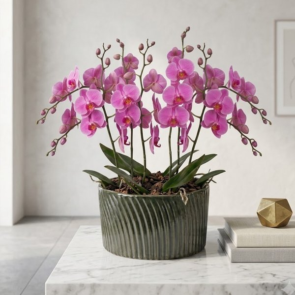 Luxuosas Orquideas Pink Presente