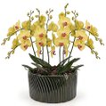 Luxuosas Orquideas Amarelas Listrada Presente