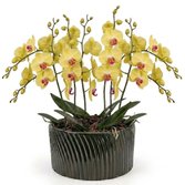 Luxuosas Orquideas Amarelas Listrada Presente
