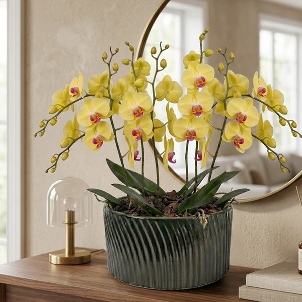 Luxuosas Orquideas Amarelas Listrada Presente