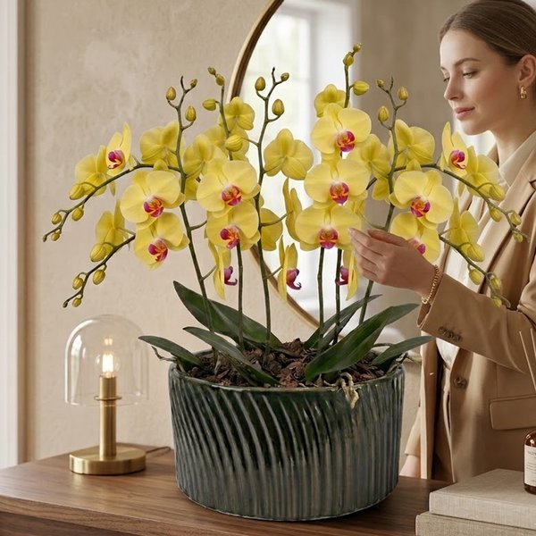 Luxuosas Orquideas Amarelas Listrada Presente