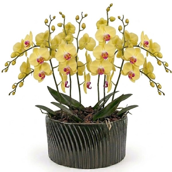 Luxuosas Orquideas Amarelas Listrada Presente