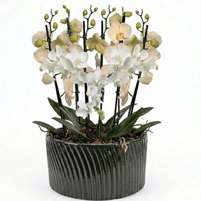 Luxuosas Mini Raras Brancas no Vaso Cerâmica